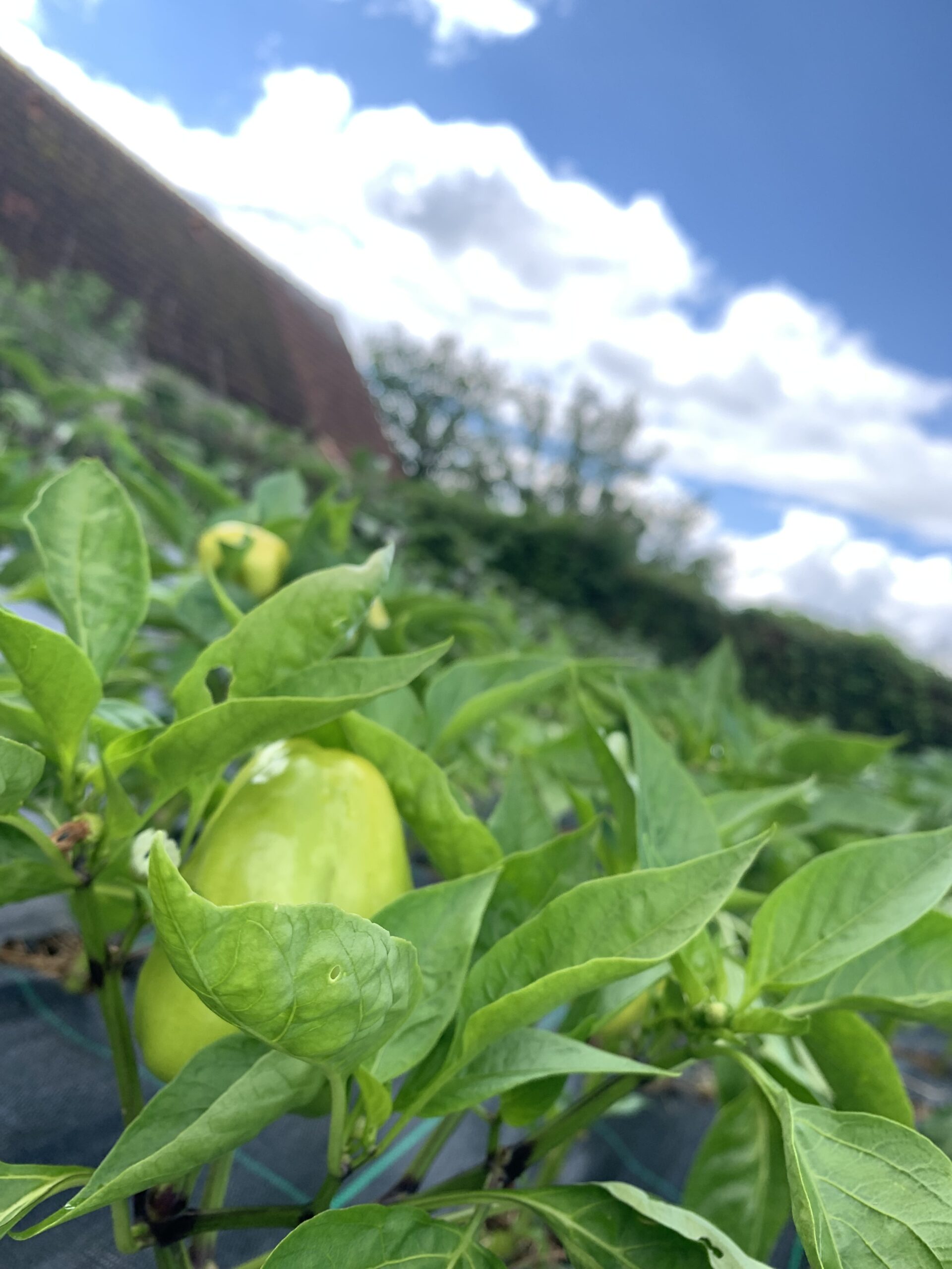 Les premiers légumes du potager 2023