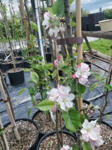 Pommier de 2 ans greffé au Relais et en fleurs !